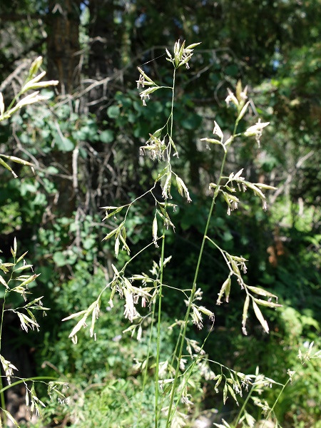 Danthonia parryi